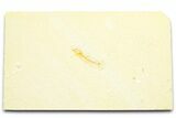 Juvenile Fossil Fish (Knightia) - Wyoming #372360-1